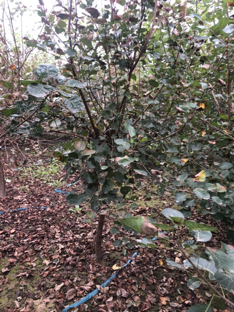 大量出售：丛生黄栌，高度，4米，冠幅3米，独杆黄栌。