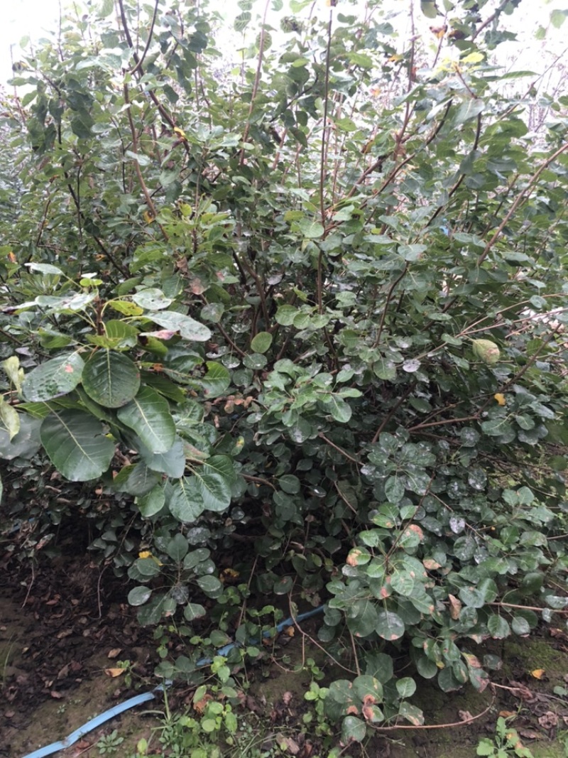 大量出售：丛生黄栌，高度，4米，冠幅3米，独杆黄栌。
