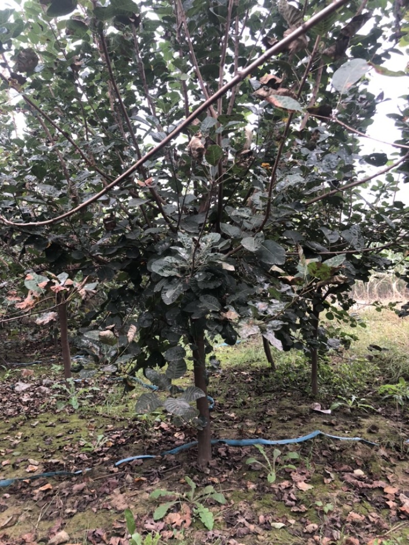 大量出售：丛生黄栌，高度，4米，冠幅3米，独杆黄栌。