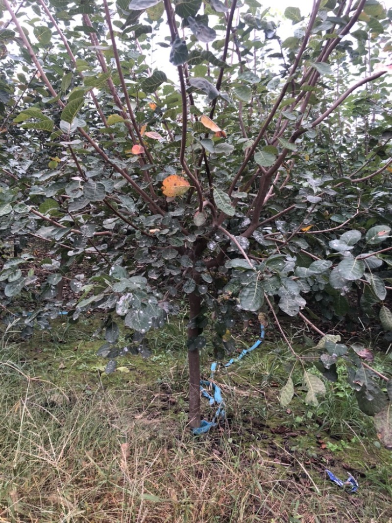 大量出售：丛生黄栌，高度，4米，冠幅3米，独杆黄栌。
