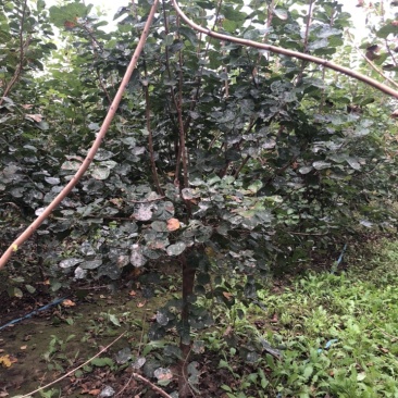大量出售：丛生黄栌，高度，4米，冠幅3米，独杆黄栌。