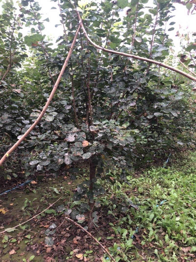 大量出售：丛生黄栌，高度，4米，冠幅3米，独杆黄栌。
