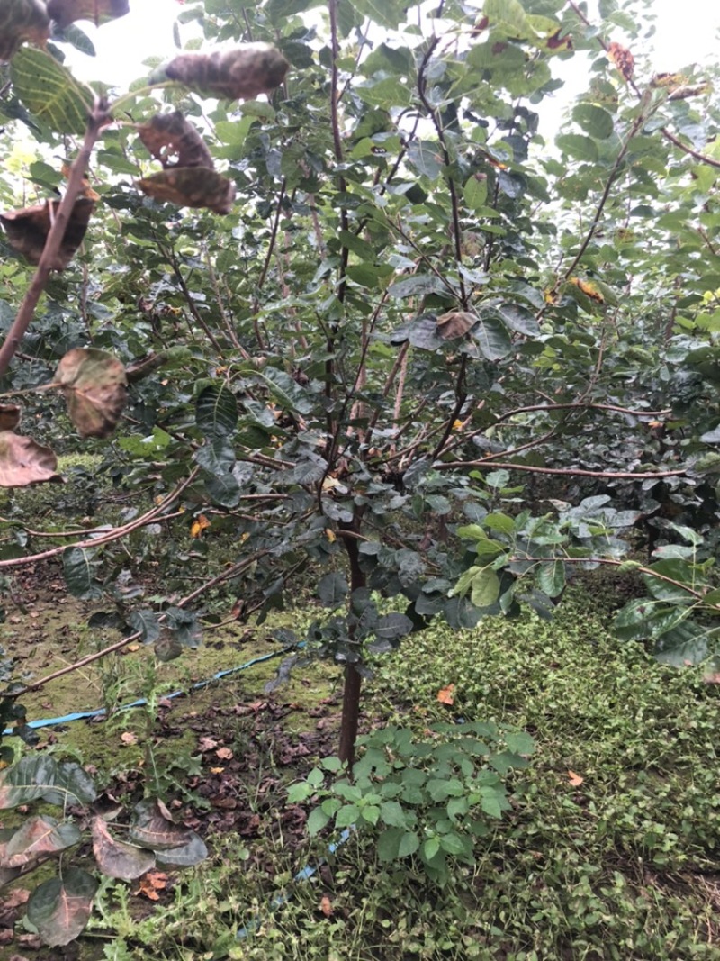 大量出售：丛生黄栌，高度，4米，冠幅3米，独杆黄栌。
