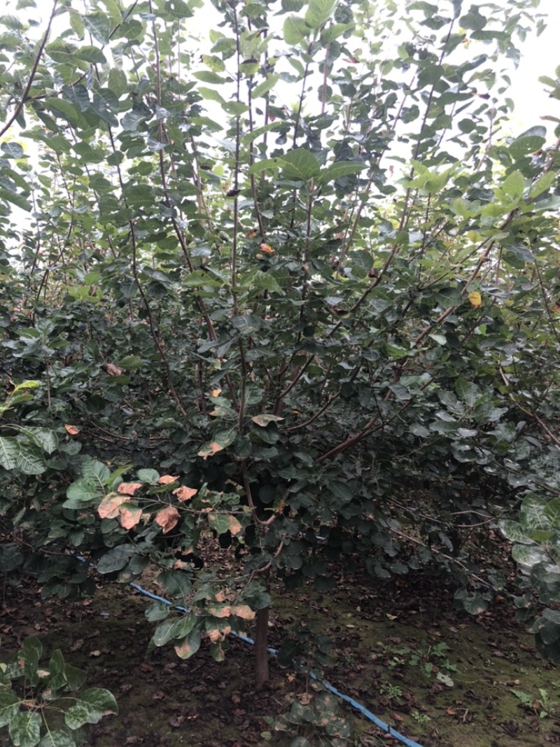 大量出售：丛生黄栌，高度，4米，冠幅3米，独杆黄栌。