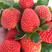 草莓，黔莓一号，冬季草莓，自己有几百亩的草莓基地发货