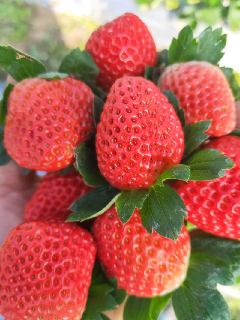 草莓，黔莓一号，冬季草莓，自己有几百亩的草莓基地发货