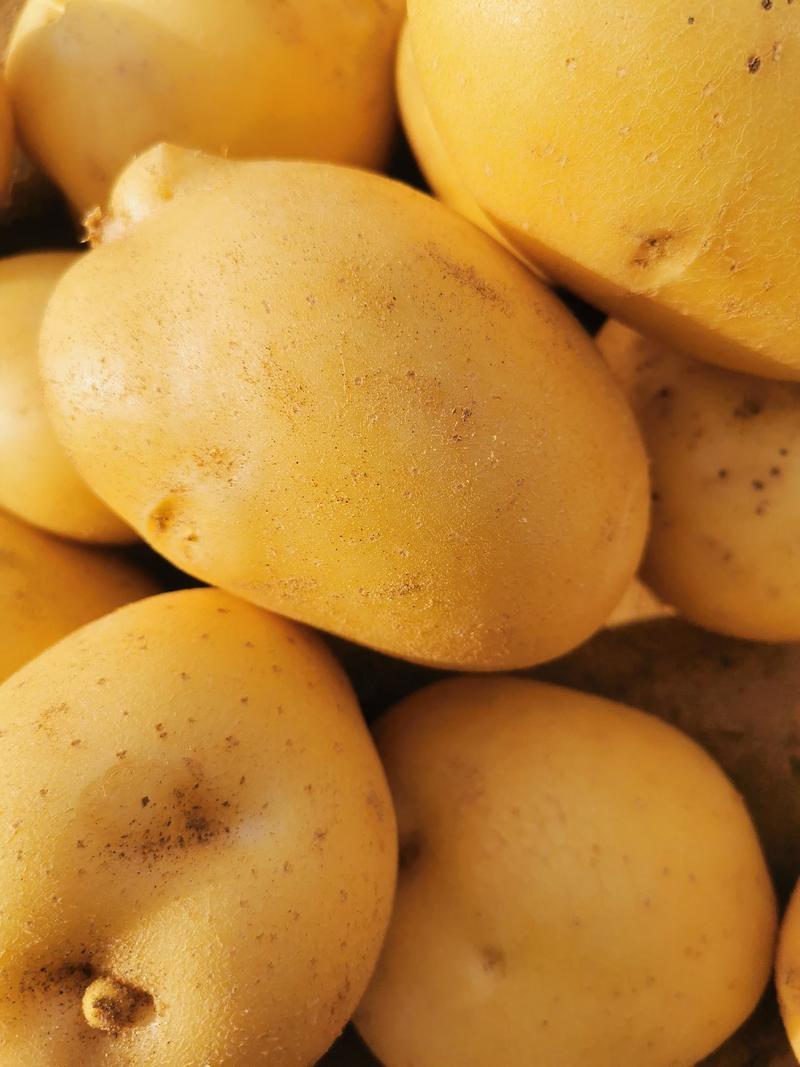 沙漠V7土豆黄皮黄心土豆，产地直发，优质货源，诚信经营