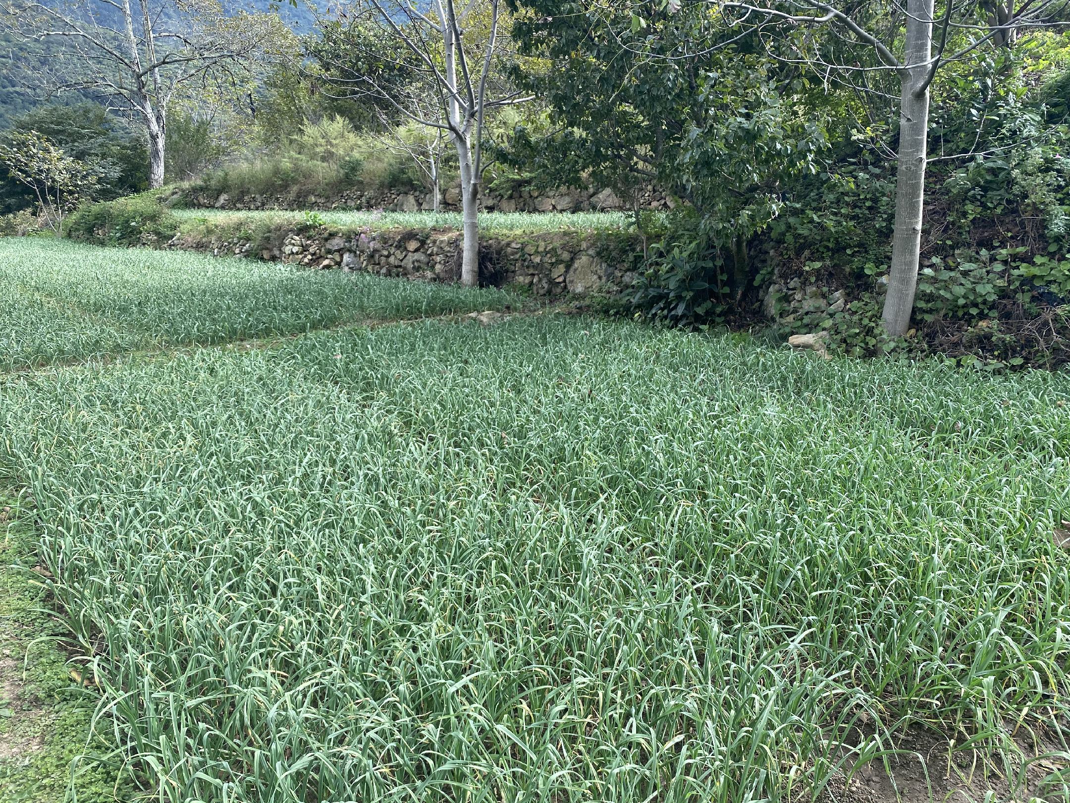 展示红霸大蒜植株健壮、叶片浓绿、蒜头饱满的田间生长状态 红霸大蒜田间生长实景图