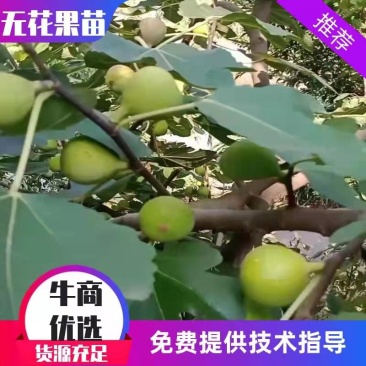 四川推荐无花果苗，支持线上交易，包成活包挂果，假一赔十