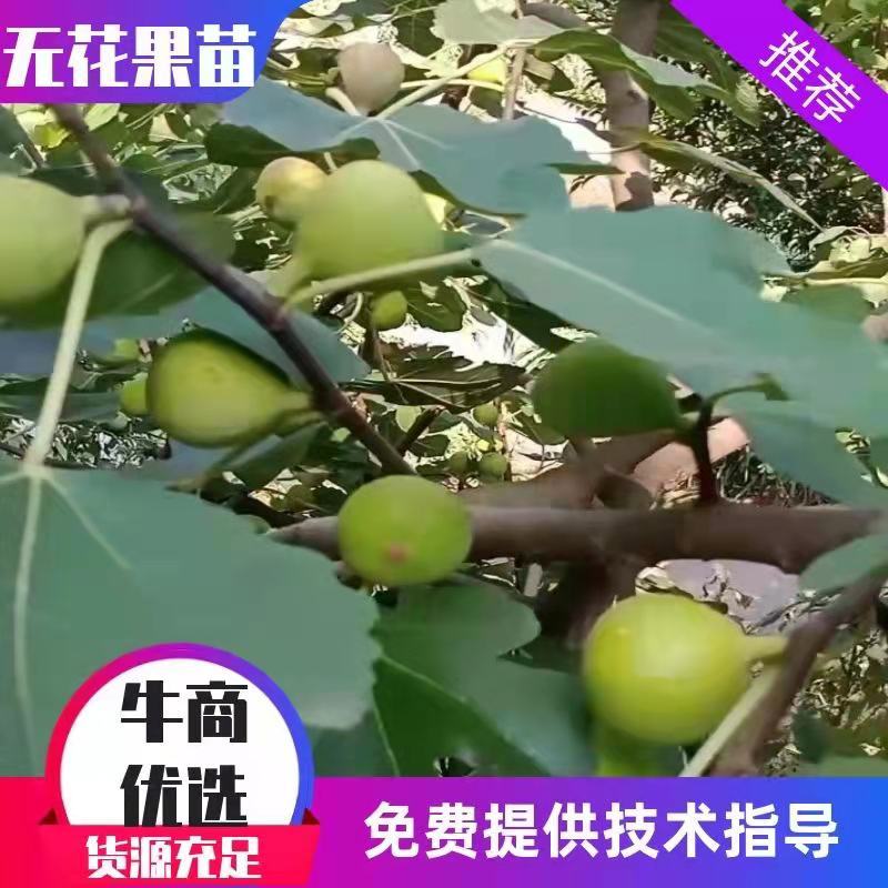 推荐无花果苗，支持线上交易，包挂果，假一赔十。