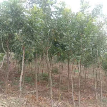 精品黄连木地苗直供