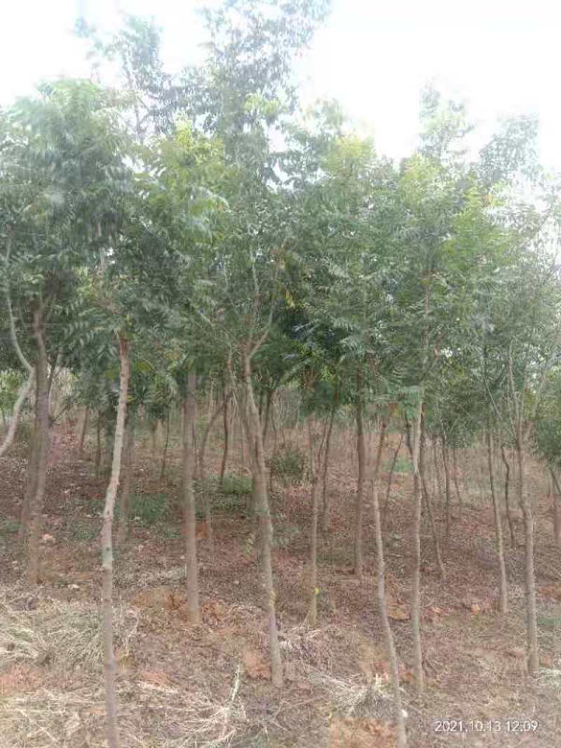 精品黄连木地苗直供