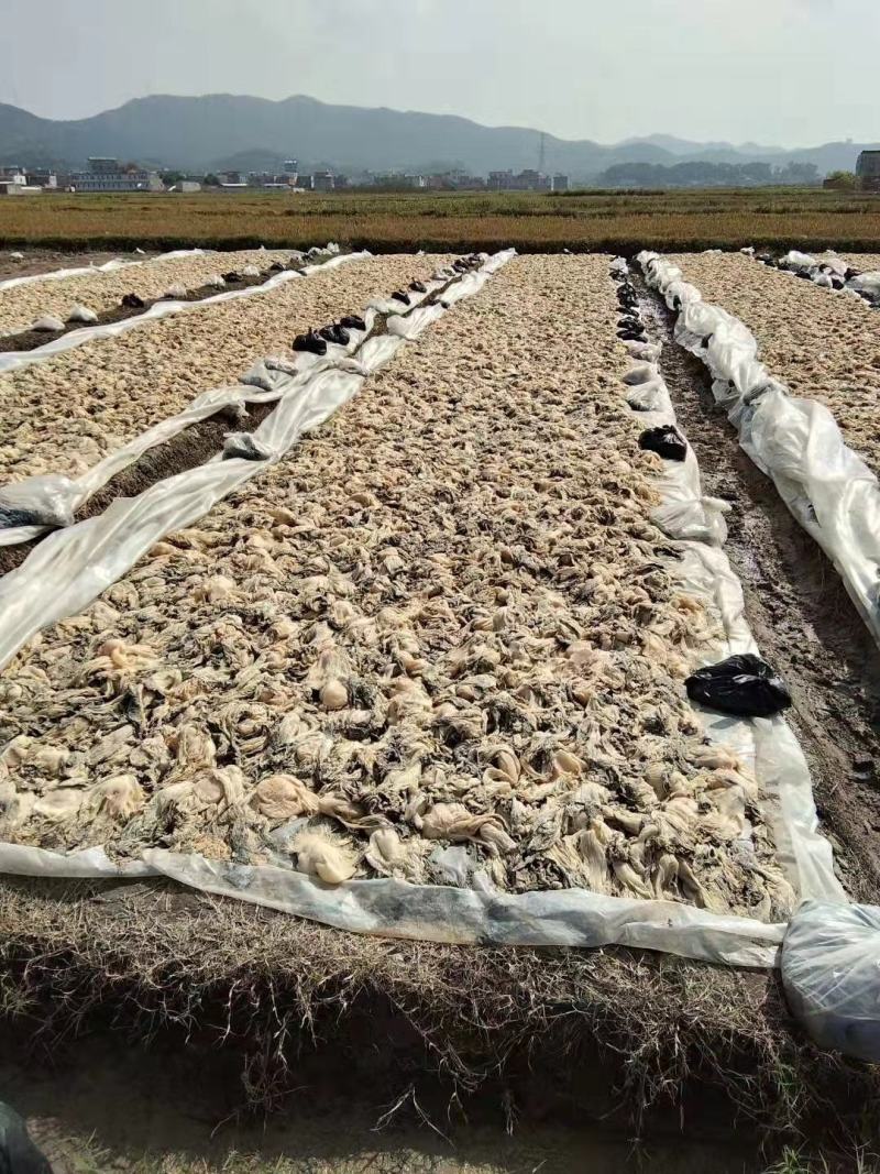 广西灵山特产咸梅菜农家手工自制梅菜肉饼梅菜扣肉