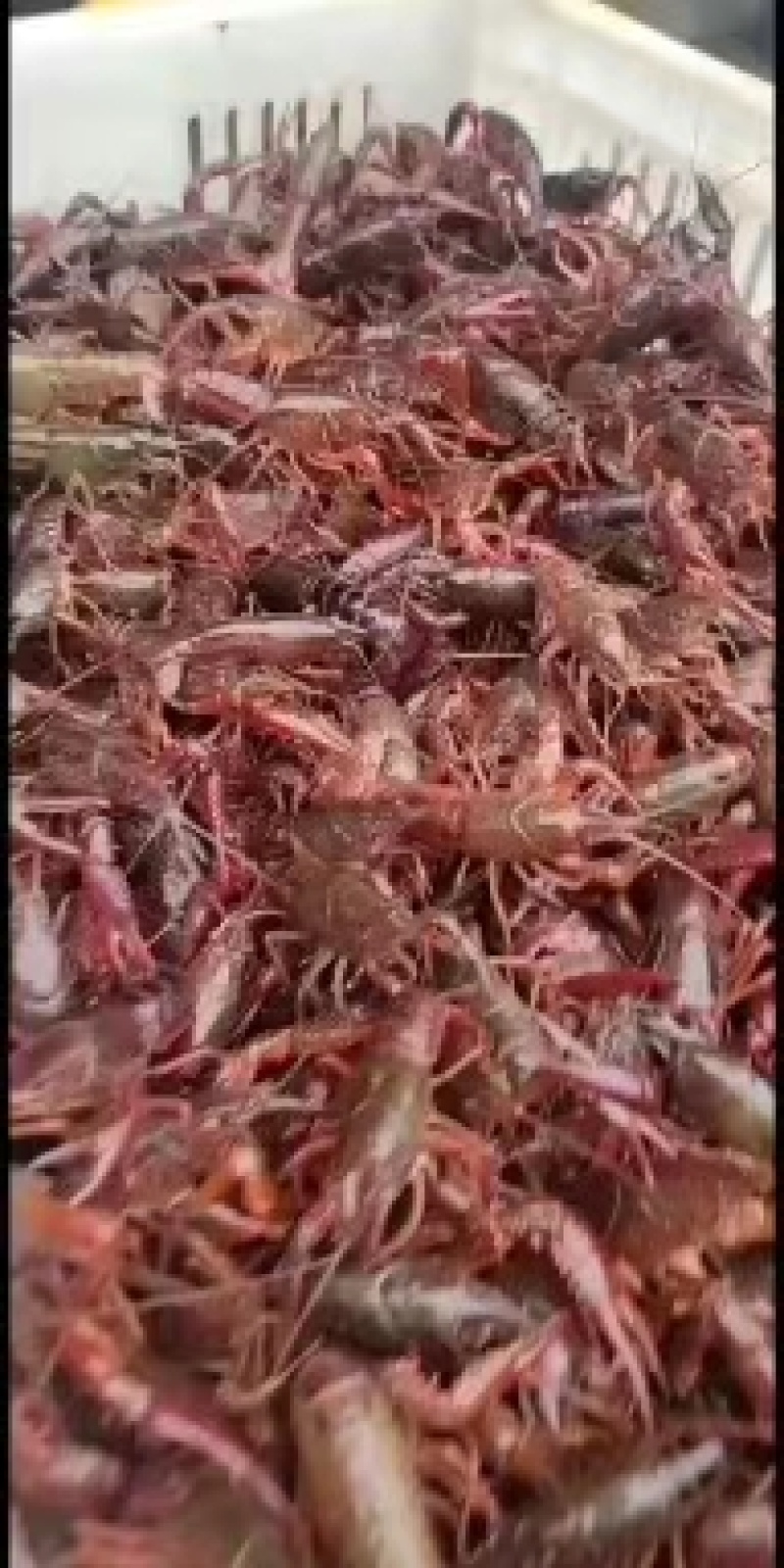 〈热销)龙虾苗。种虾，品质优良，专业培育。无病无毒。