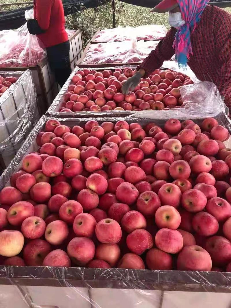 山东红富士苹果80mm以上纸袋山区拉丝条纹偏红常年有货