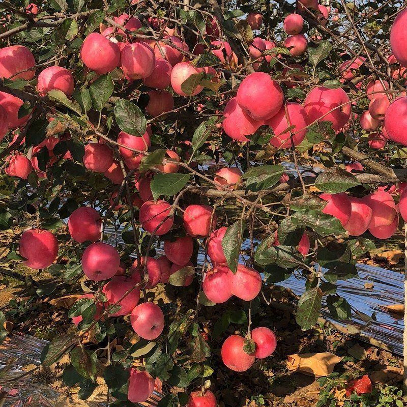 山东红富士苹果80mm以上纸袋山区拉丝条纹偏红常年有货