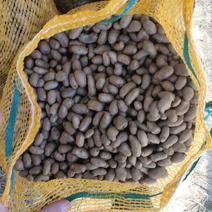 内黄县山药豆，糖葫芦用豆，白皮豆，棒药豆