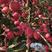 【推荐】苹果水晶红富士苹果80mm以上口感脆甜好吃