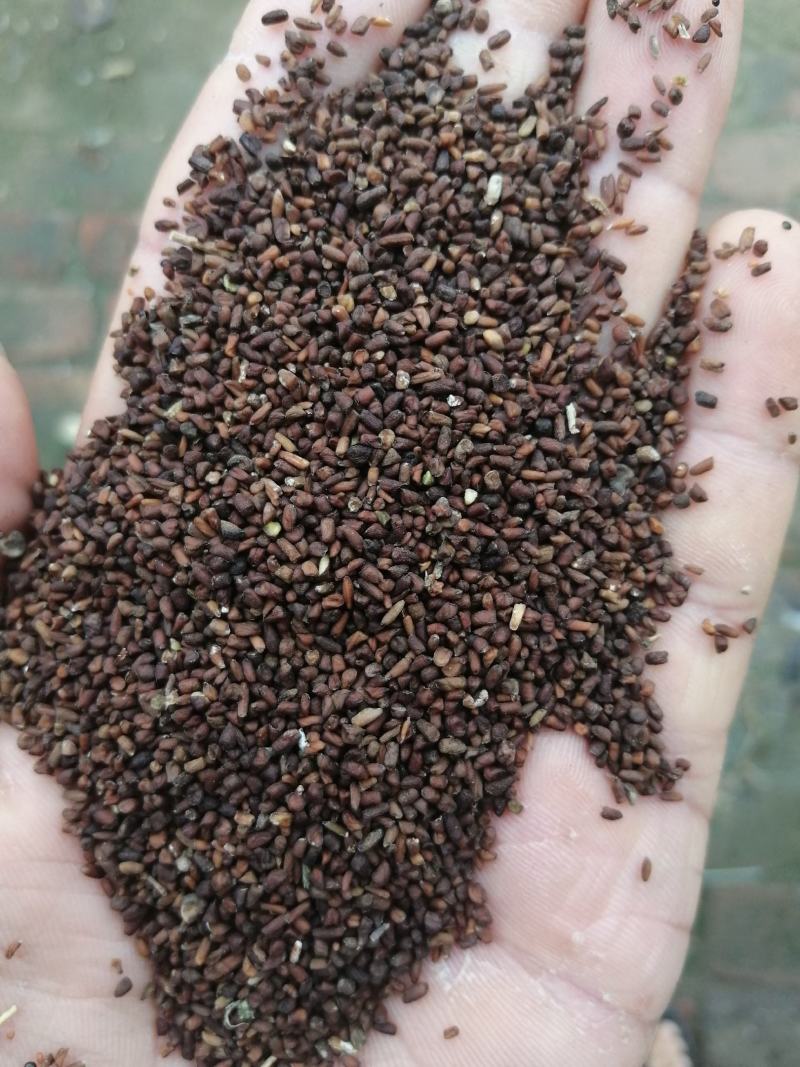 二月兰种子