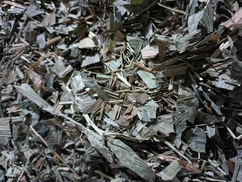 淡竹叶新货颜色好货干供应大货各种中药材