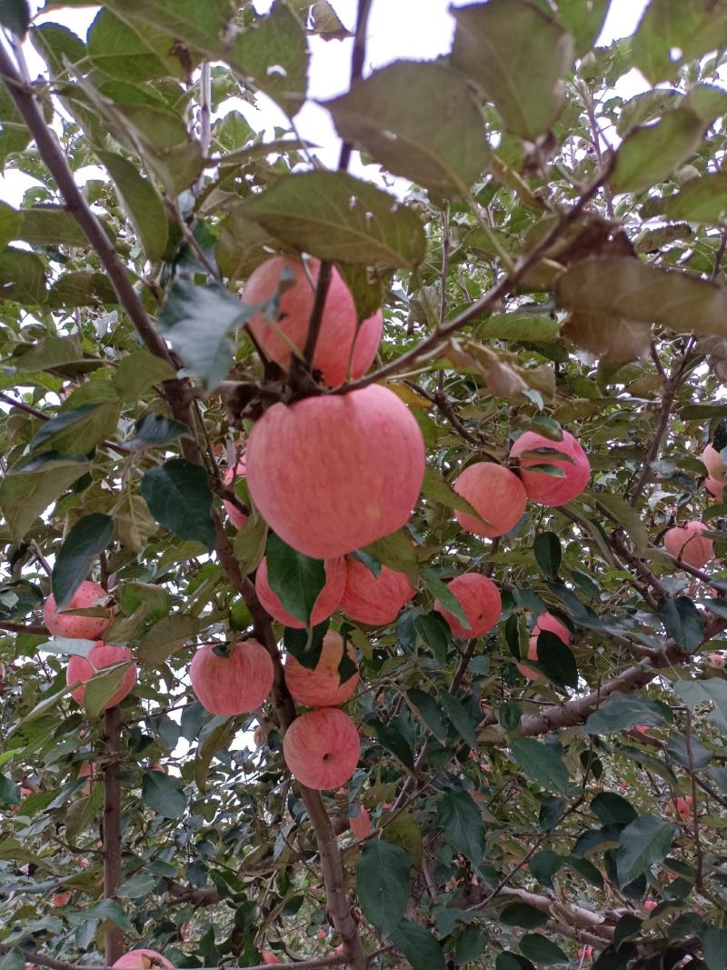 寒富苹果