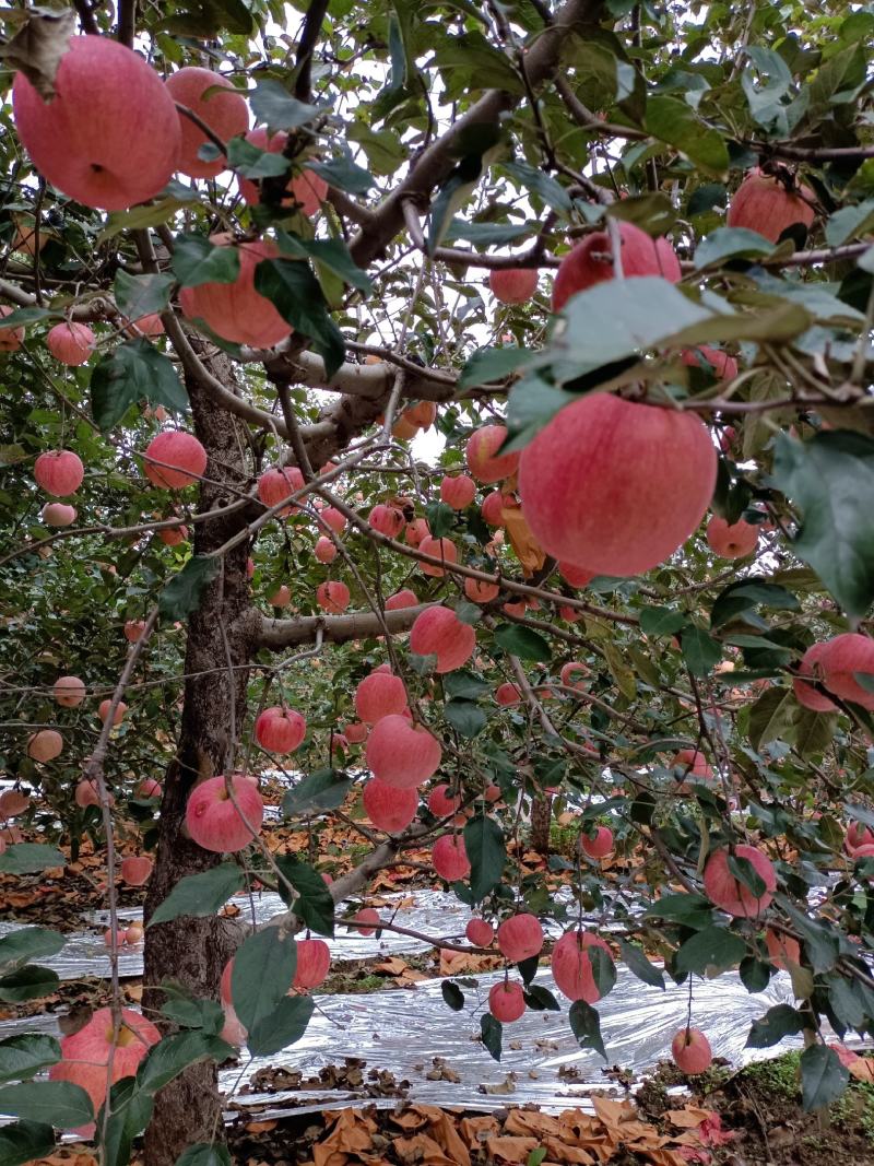 寒富苹果