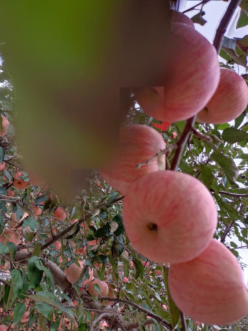 寒富苹果
