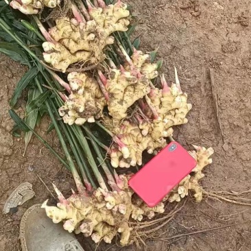 贵州小黄姜