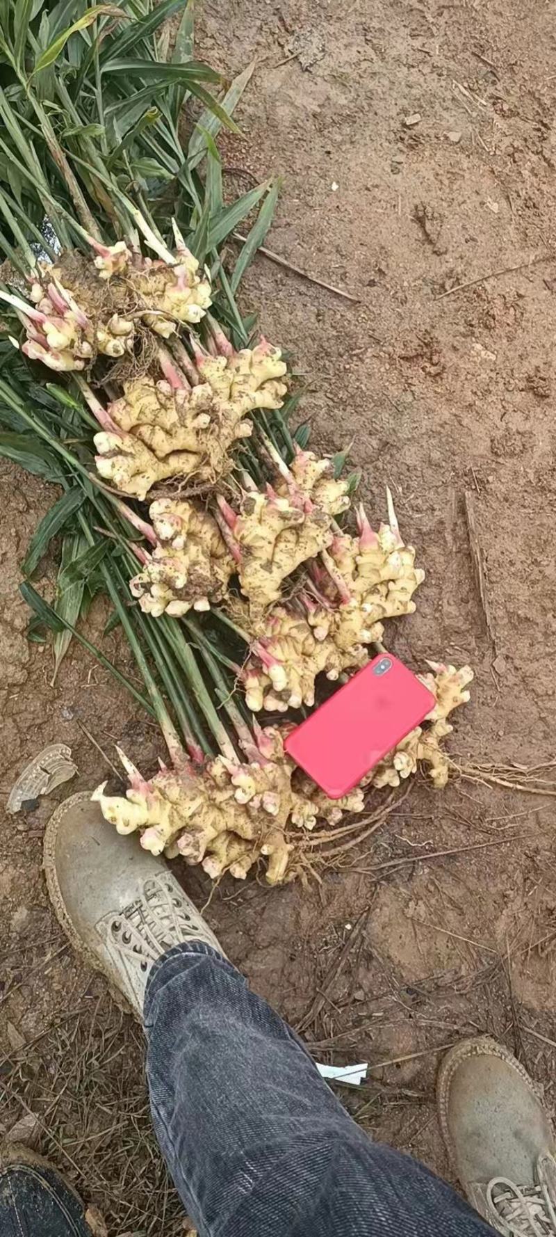 贵州小黄姜