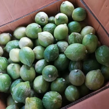 广东无籽香水柠檬二级果