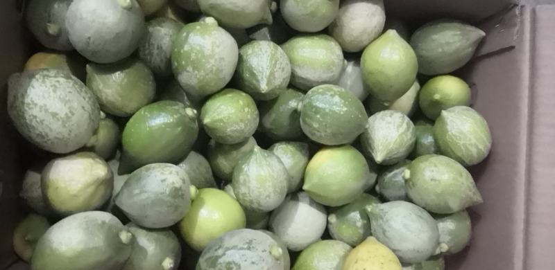 广东无籽香水柠檬二级果