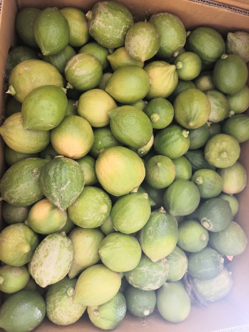 广东无籽香水柠檬二级果