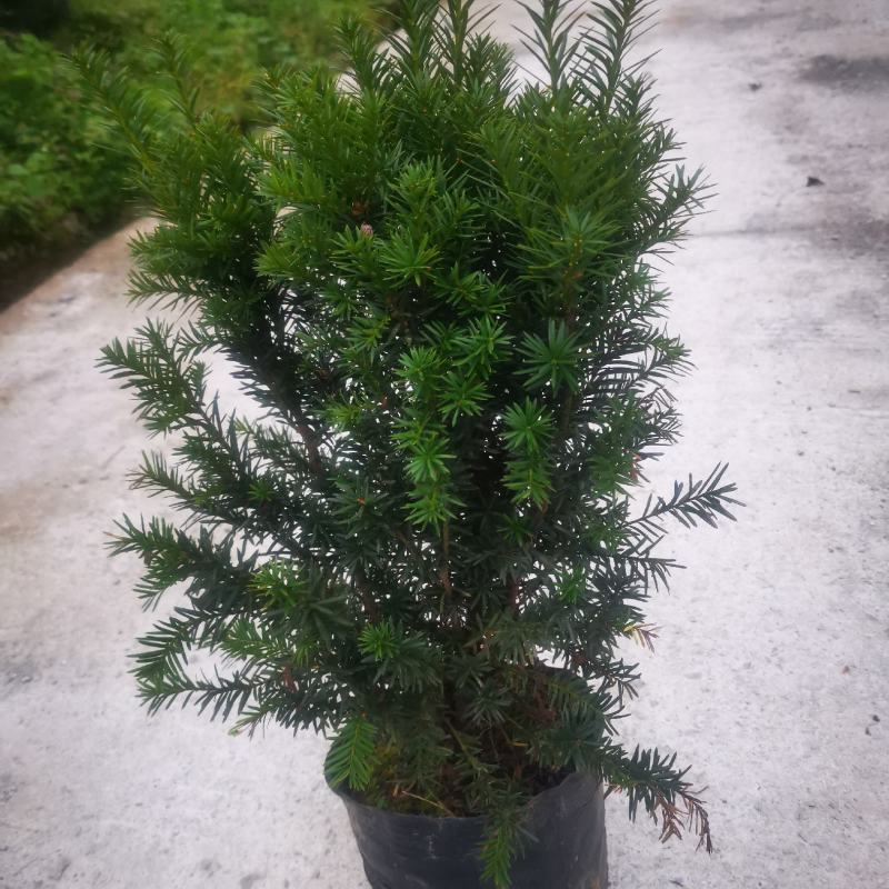 曼地亚红豆杉杯苗挂果母树，带花蕾公树，基地发货无中介包邮