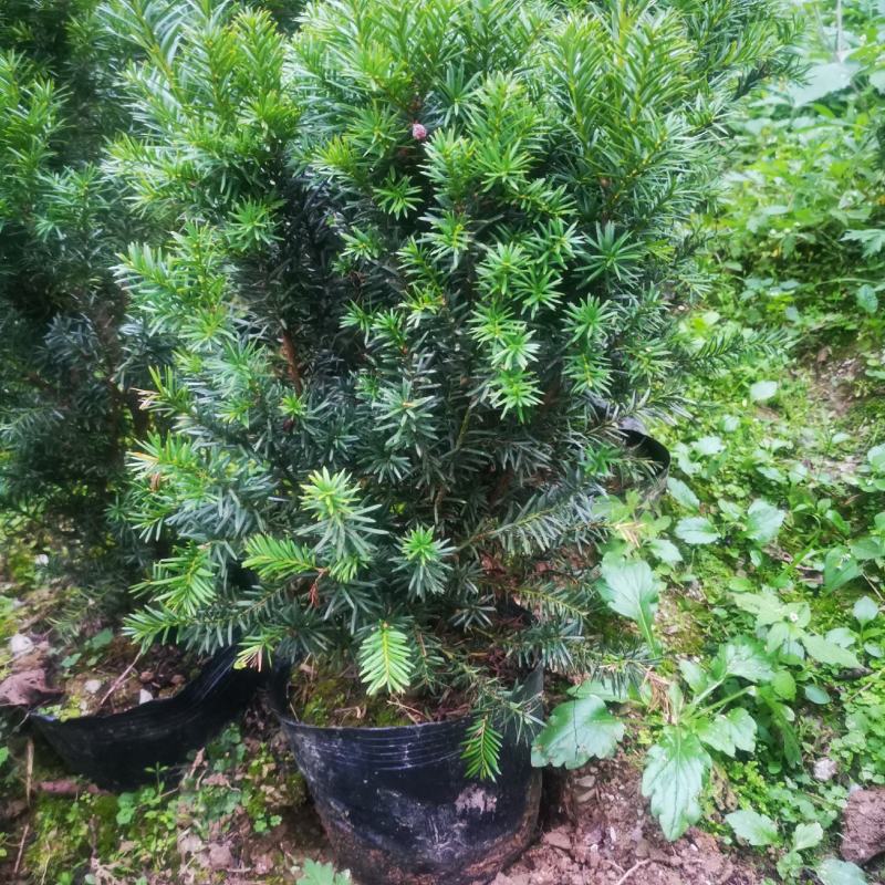曼地亚红豆杉杯苗挂果母树，带花蕾公树，基地发货无中介包邮