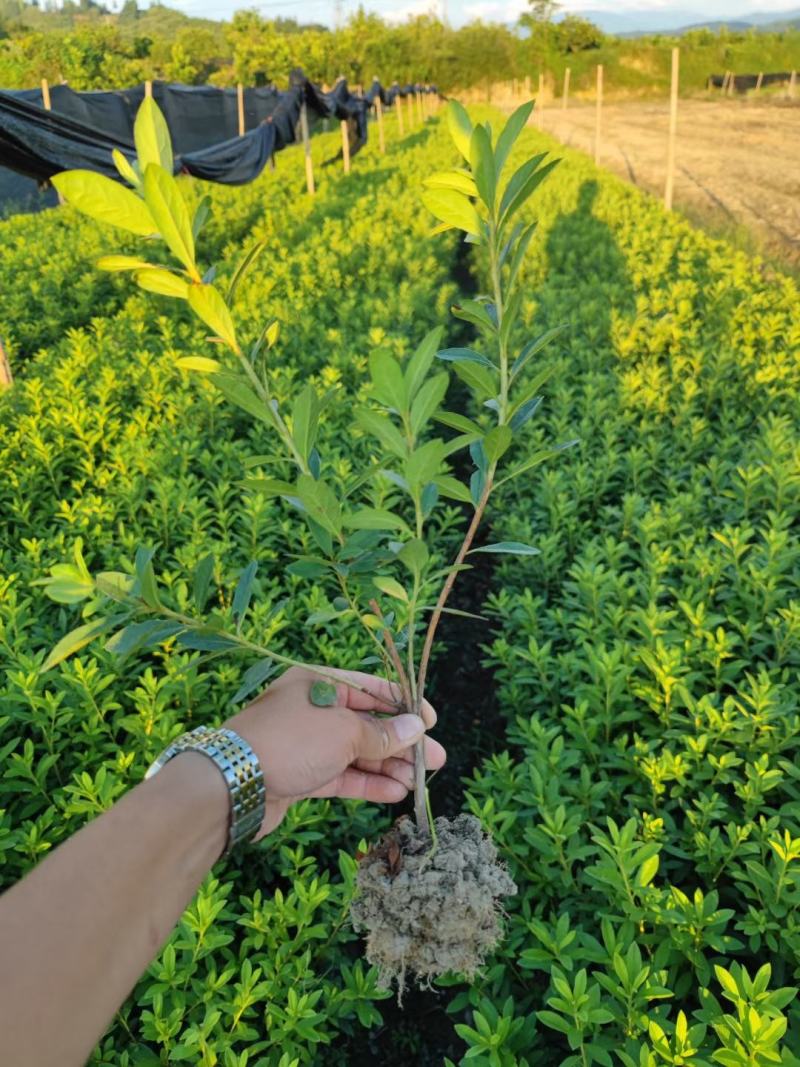 杜鹃地苗移栽地苗根系很发达易成活基地直供