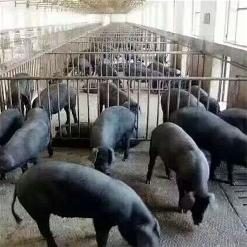 【苏太母猪】原种苏太母猪大白杜洛克苏太母猪