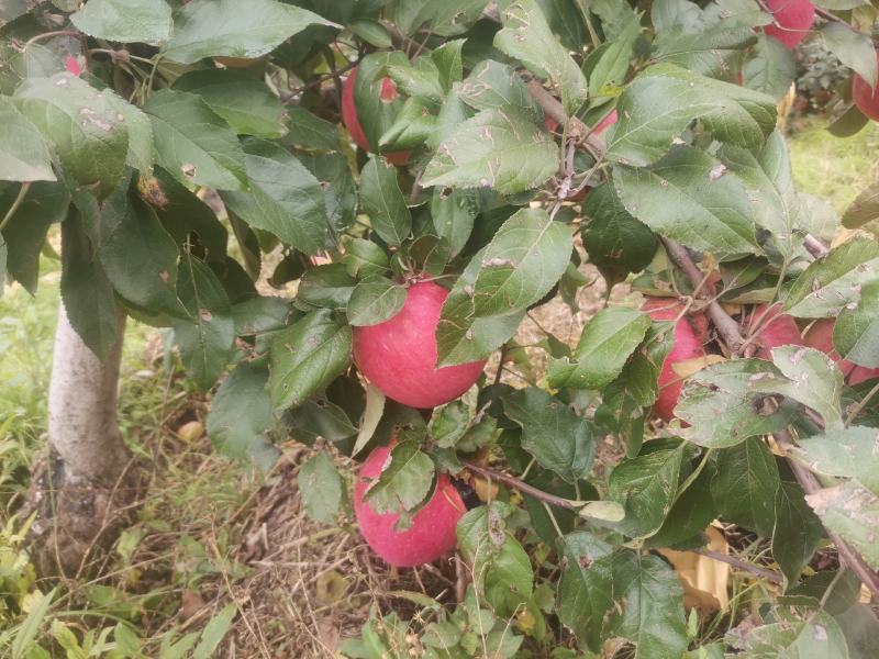 寒富苹果颜色好个头大自己果园