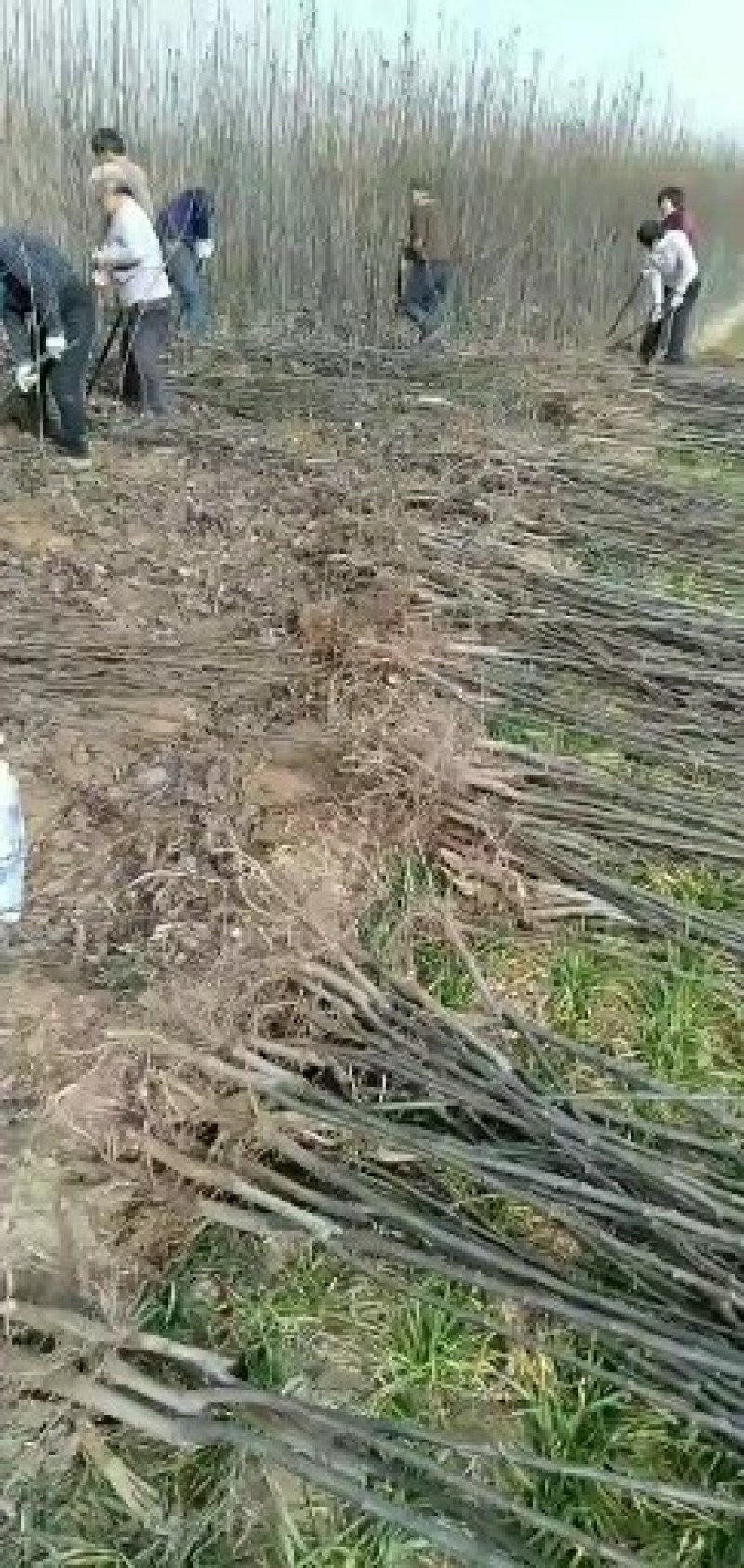 梨树苗批发低价梨树苗0.8以上原普通货。