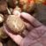 山东新芋头大量上市通货大球支持全国发货电商货