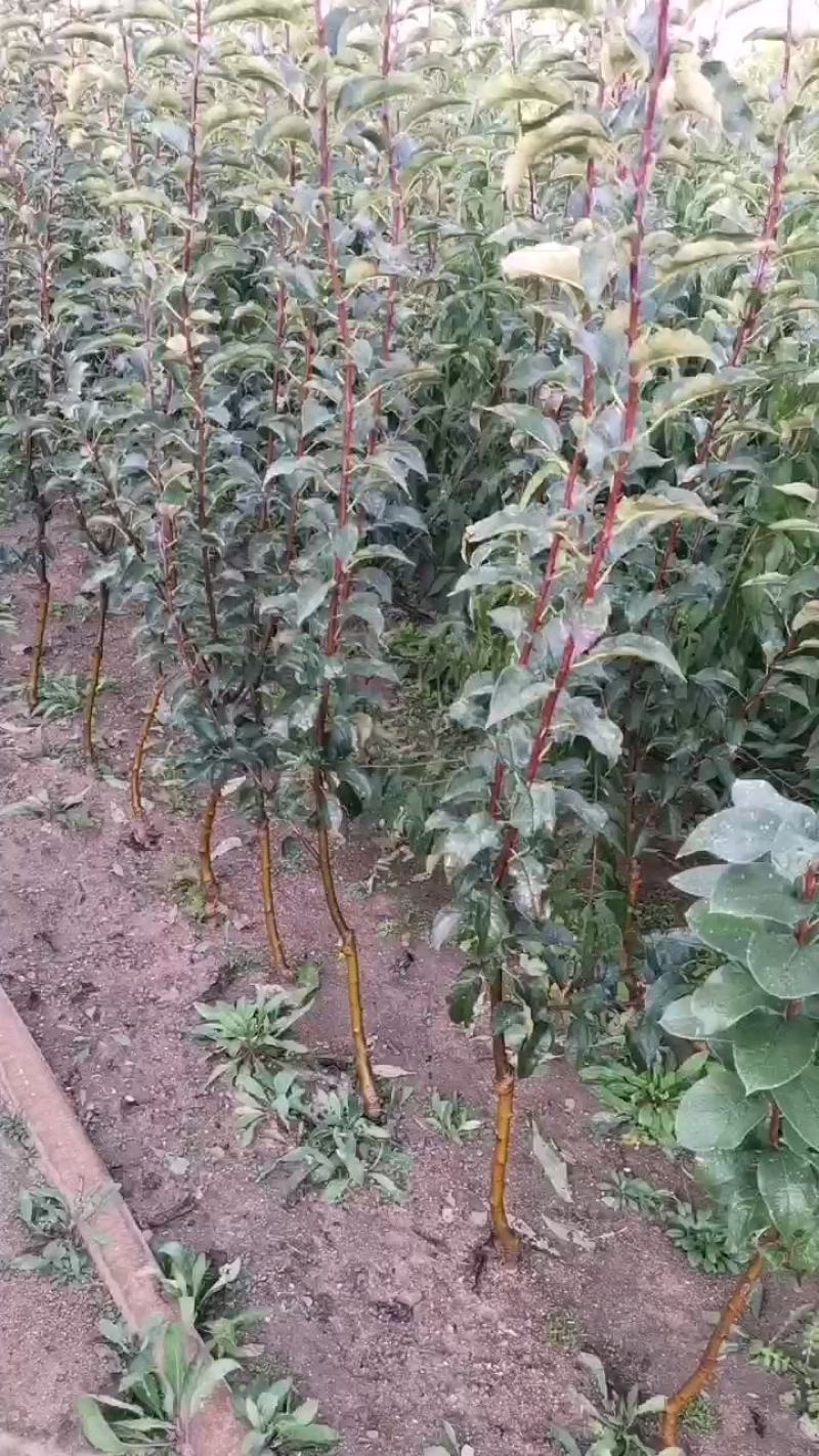 矮化鸡心果苗，可做观赏性盆景，基地直发，口感脆甜