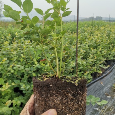 蓝丝带蓝莓苗-蓝丝带蓝莓品种介绍-蓝丝带蓝莓苗价格