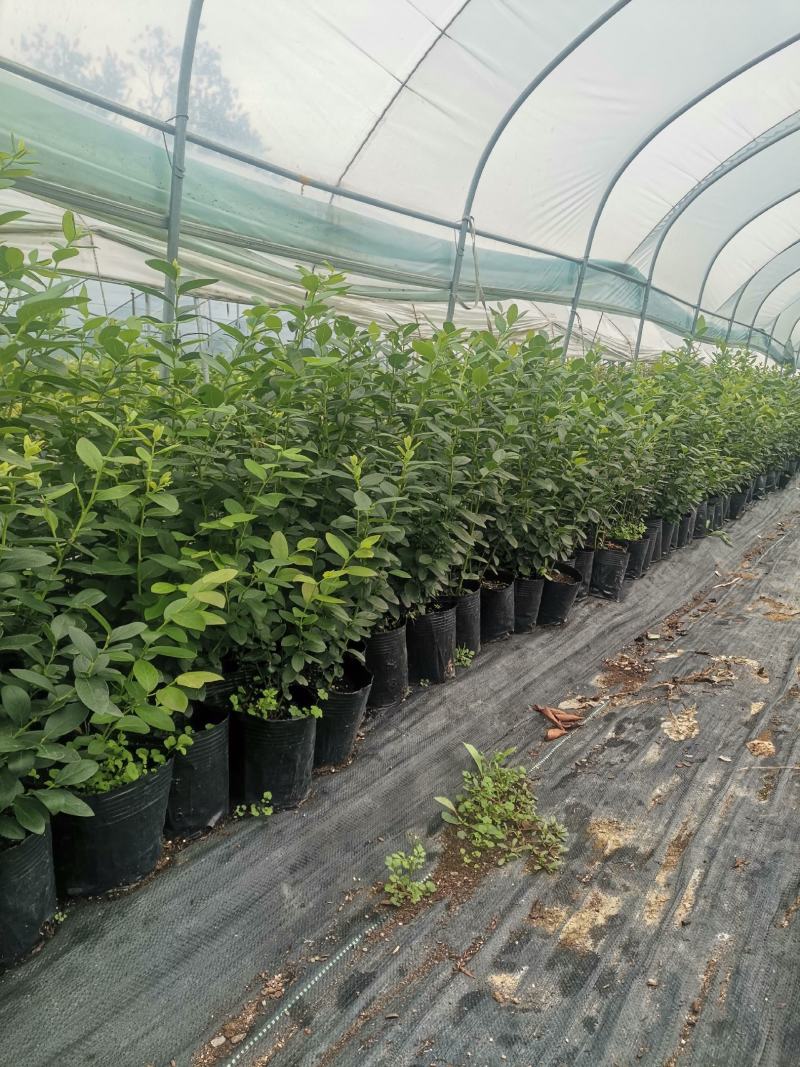 蓝丝带蓝莓苗-蓝丝带蓝莓品种介绍-蓝丝带蓝莓苗价格
