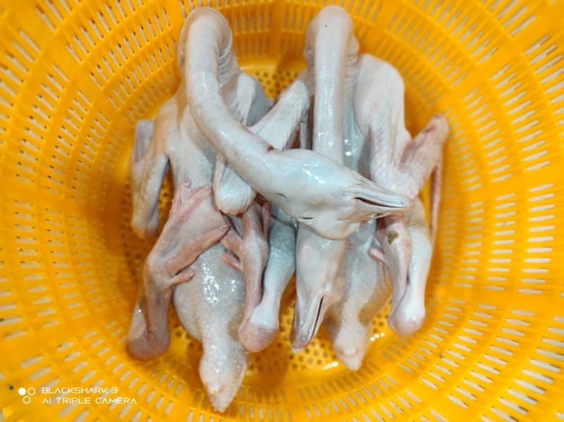 狮头鹅批发零售
