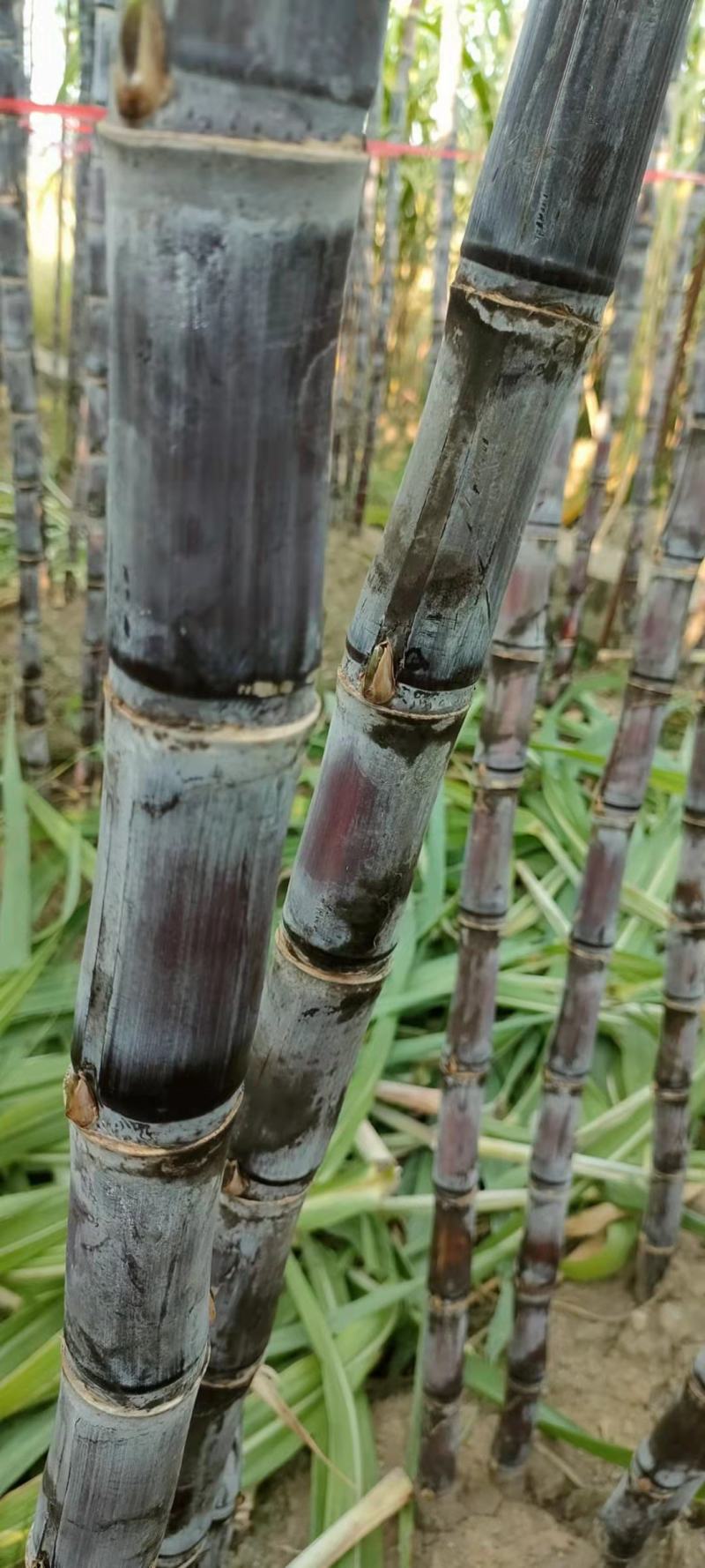 黑皮甘蔗广西产地直发10斤下单秒发清甜多汁水果当季