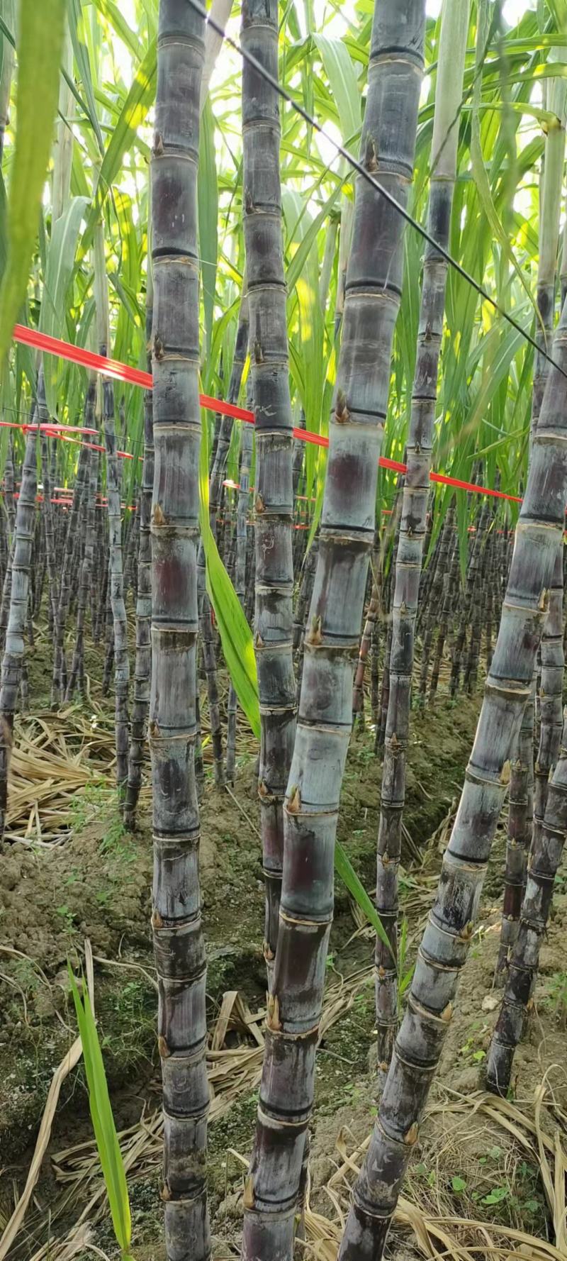 黑皮甘蔗广西产地直发10斤下单秒发清甜多汁水果当季