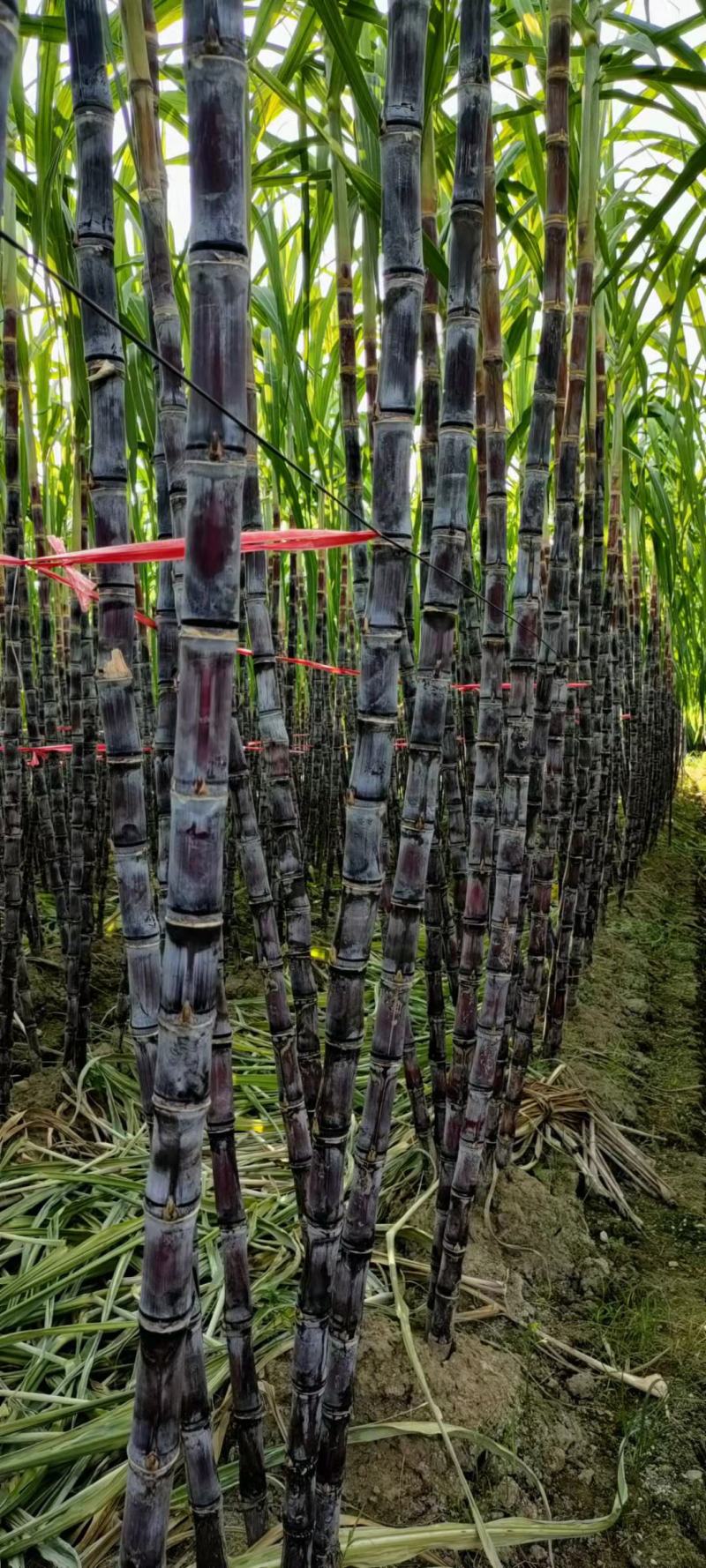 黑皮甘蔗广西产地直发10斤下单秒发清甜多汁水果当季