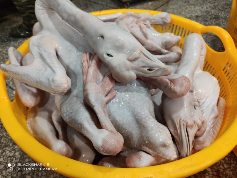狮头鹅批发零售