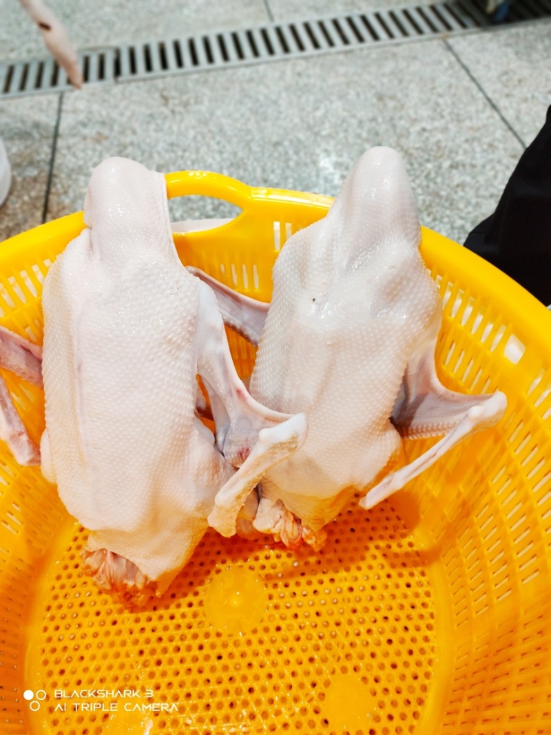 狮头鹅批发零售