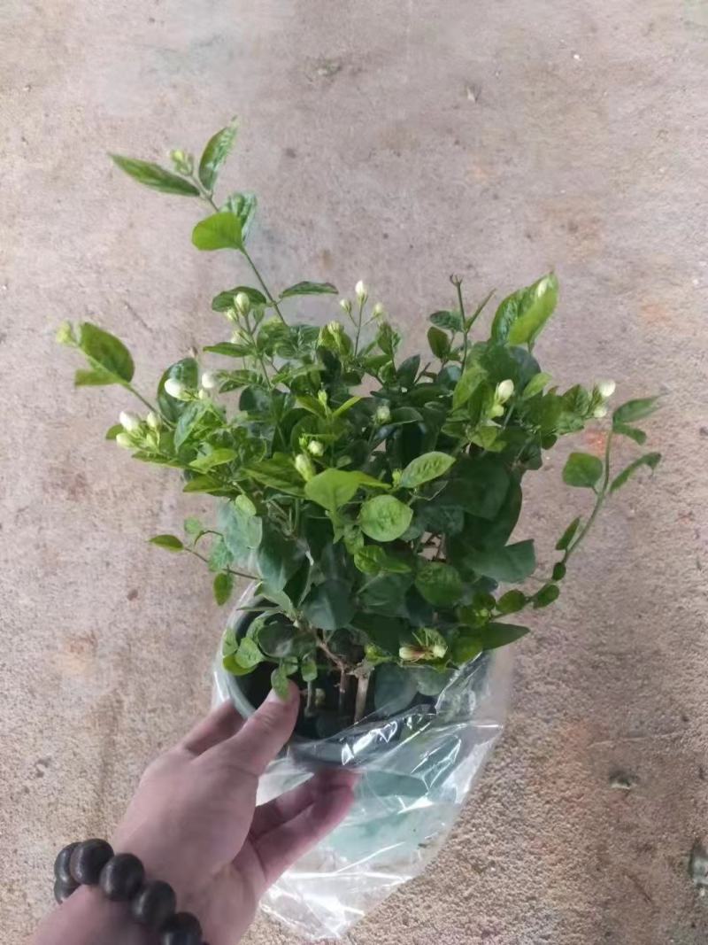 1加仑茉莉16盆/箱，精选盆栽盆花实物实拍图基地直发