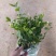 1加仑茉莉16盆/箱，精选盆栽盆花实物实拍图基地直发